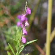  Polygala virgata Bec zozo marron Po lygalaceae Stenonaturalisé 4230.jpeg
