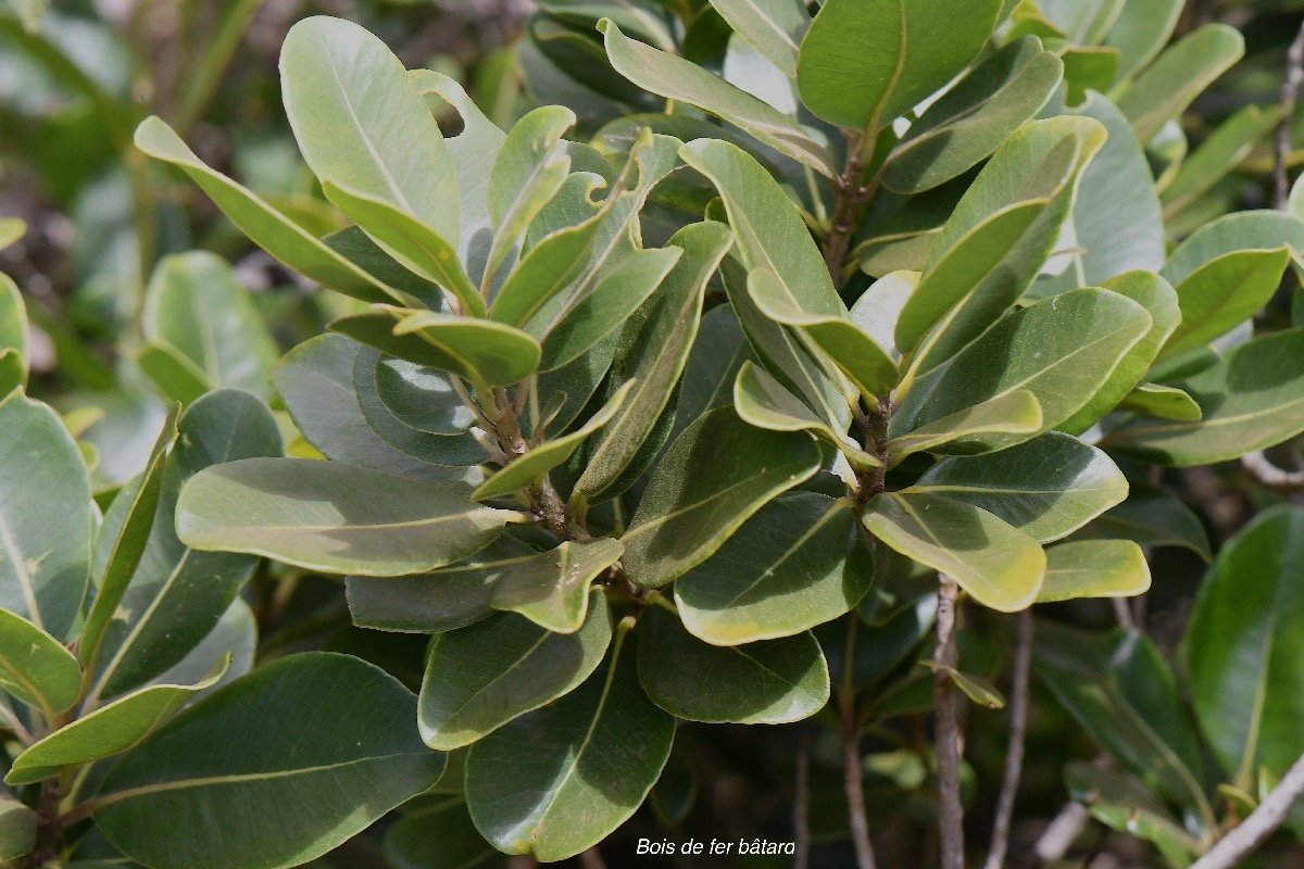  Sideroxylon borbonicum Bois de fer ba?tard  Sapotaceae Endémique La Réunion 4229.jpeg