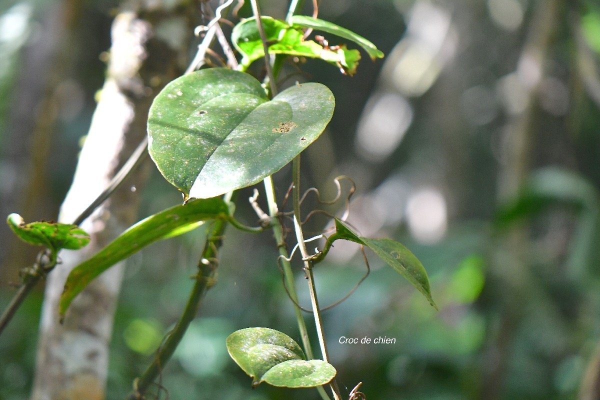  Smilax anceps Croc de chien Smilacaceae Indigène La Réunion 4208.jpeg