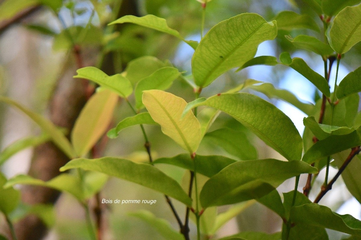  Syzygium cymosum Bois de pomme rouge Myrtac eae Endémique La Réunion, Maurice 4216.jpeg