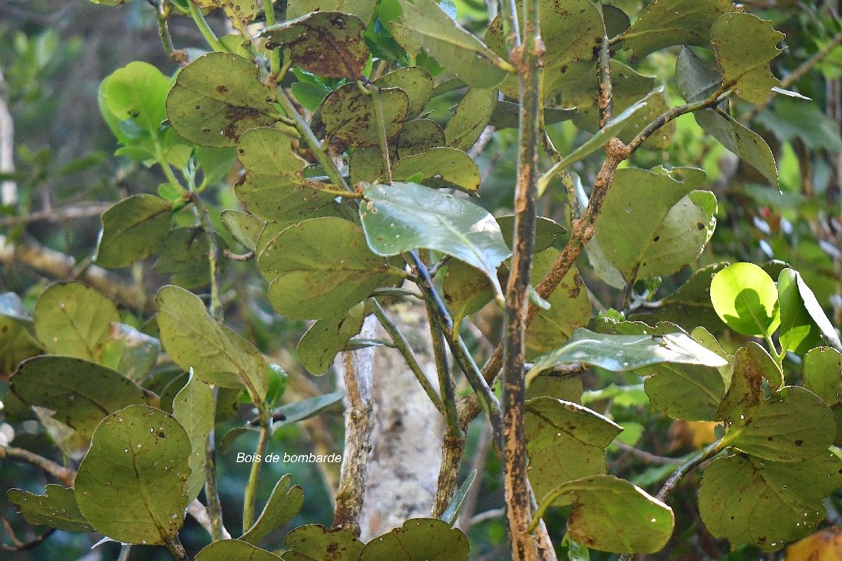  Tambourissa crassa Bois de bombarde Mon imiaceae Endémique La Réunion 4176.jpeg