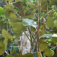  Tambourissa crassa Bois de bombarde Mon imiaceae Endémique La Réunion 4176.jpeg