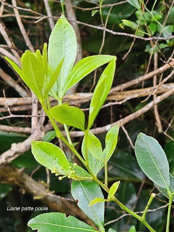  Toddalia asiatica Liane patte poule  Rutaceae Indigène La Réunion 14.jpeg