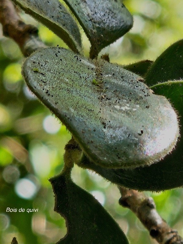  Turraea monticola Bois de quivi Mel iaceae Endémique La Réunion 16.jpeg