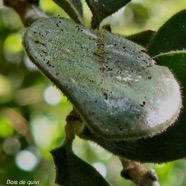  Turraea monticola Bois de quivi Mel iaceae Endémique La Réunion 16.jpeg