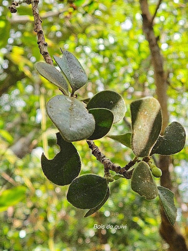  Turraea monticola Bois de quivi Mel iaceae Endémique La Réunion 46.jpeg