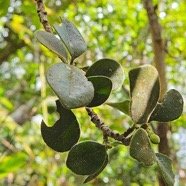  Turraea monticola Bois de quivi Mel iaceae Endémique La Réunion 46.jpeg