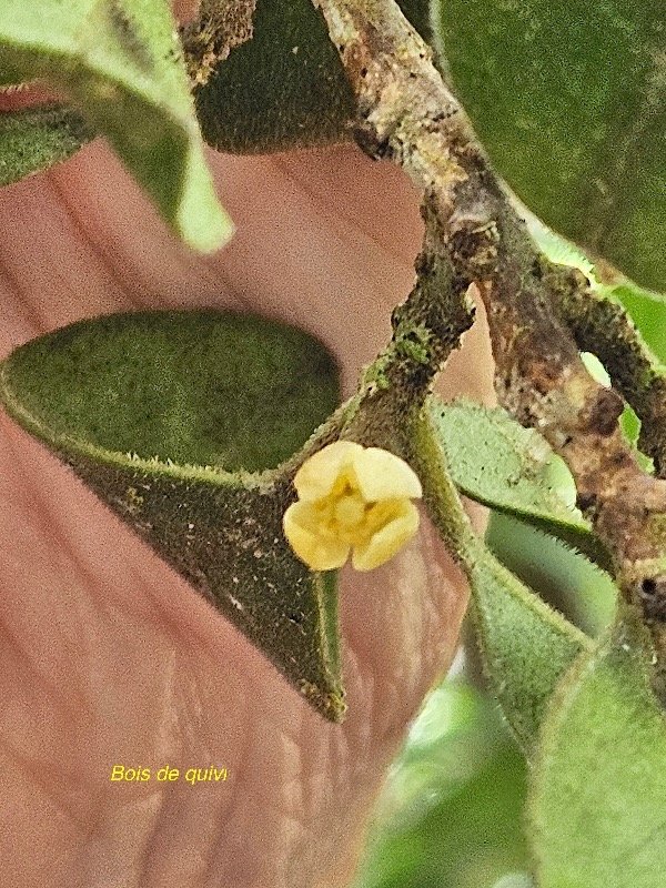  Turraea monticola Bois de quivi Mel iaceae Endémique La Réunion 53.jpeg