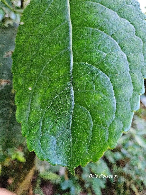 Claoxylon grandifolium ? Bois d'oiseaux e uphorbiaceae Indigène La Réunion 22.jpeg