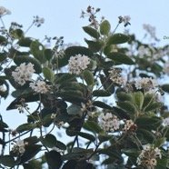 Dombeya punctata Mahot Malvaceae Endémique La Réunion 4173.jpeg
