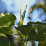 Ficus densifolia Grand affouche Moraceae  Endémique La Réunion, Maurice 4191.jpeg