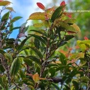 Syzygium  cymosum var montanum Petit bois de  pomme Myrtaceae Endémique La Réunion 43.jpeg