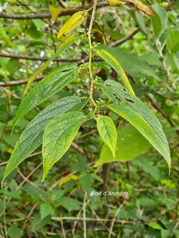 Trema orientalis Bois d'Andrèze Cannabaceae E E 31.jpeg