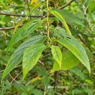 Trema orientalis Bois d'Andrèze Cannabaceae E E 31.jpeg