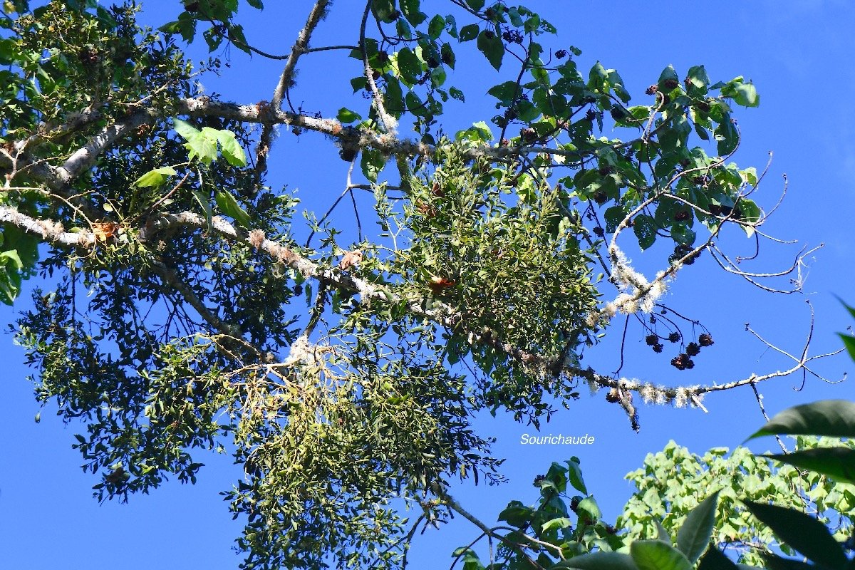 Viscum triflorum Sourichaude Santala ceae Indigène La Réunion 4193.jpeg