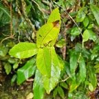  Acalypha integrifolia Bois de violon Eu phorbiaceae Indigène La Réunion 47.jpeg