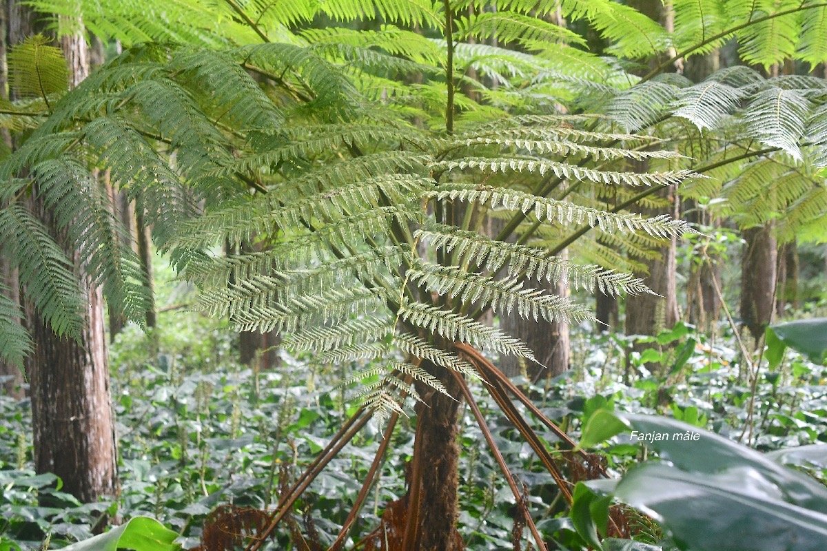  Alsophila borbonica Fanjan ma?le Cyatheace ae Endémique La Réunion, Maurice 4007.jpeg
