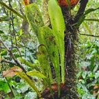  Anthrophyopsis boryana Langue de boeuf  Pteridaceae Indigène La Réunion 7.jpeg