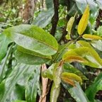  Antidesma madagascariense Bois de cabri blan c Phyllanthaceae Indigène La Réunion 42.jpeg