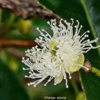  Aphloia theiformis Change- e?corce Aph loiaceae  Indigène La Réunion 03.jpeg