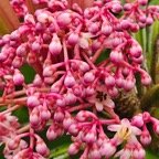  Badula borbonica Bois de savon Primu laceae Endémique La Réunion 38.jpeg