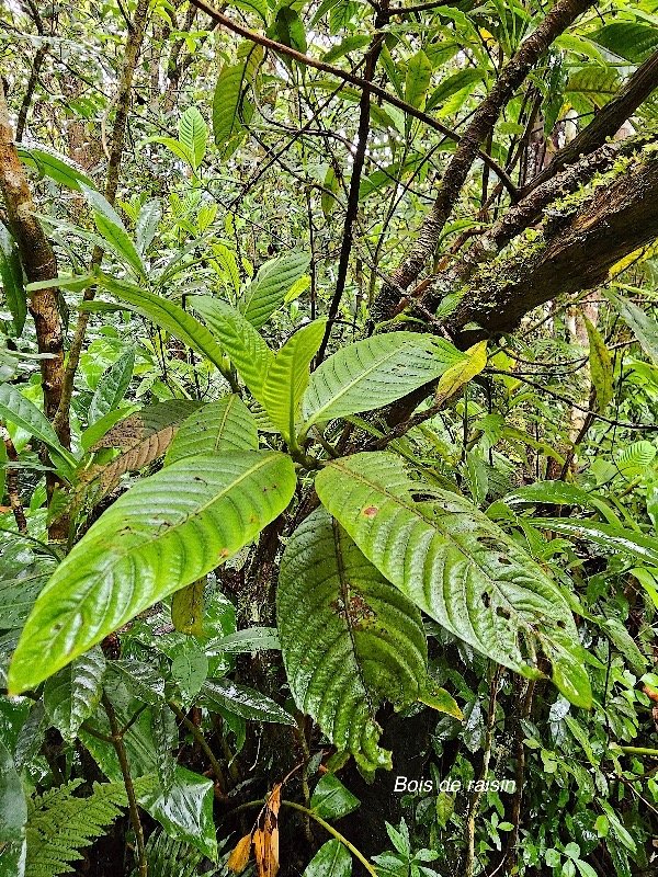 Bertiera rufa Bois de raisin Rubiaceae Endémique La Réunion 42.jpeg