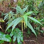  Boehmeria penduliflora Bois de chape let Urticaceae Amphinaturalisé 1.jpeg