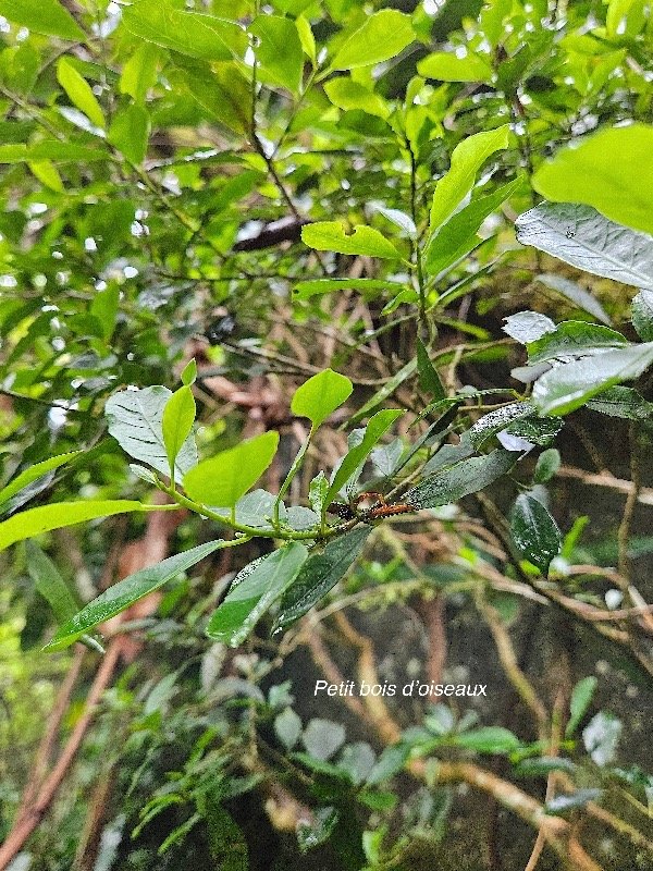  Claoxylon parviflorum Petit bois d'oiseaux  Euphorbiaceae Endémique Mascareignes 33.jpeg