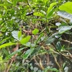  Claoxylon parviflorum Petit bois d'oiseaux  Euphorbiaceae Endémique Mascareignes 33.jpeg