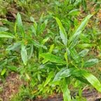  Dodonaea viscosa Bois d'arnette Sapi ndaceae Indigène La Réunion 29.jpeg