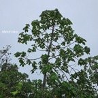  Dombeya pilosa Mahot blanc Malvac eae Endémique La Réunion 45.jpeg