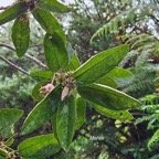  Dombeya punctata Mahot Malvacea e Endémique La Réunion 602.jpeg