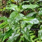  Ficus rubra Affouche rouge Moraceae I ndigène La Réunion, Maurice 148.jpeg