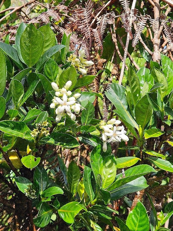  Gaertnera vaginata Losto cafe? Rubi aceae Endémique La Réunion 02.jpeg