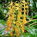  Hedychium garderianum Longose Zingiberaceae E E 07.jpeg