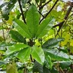  Melicope obtusifolia Catafaille patte poule Rutaceae Endémique La Réunion, Maurice 28.jpeg