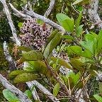  Nuxia verticillata Bois maigre Stilbaceae Endémique La Réunion, Maurice 44.jpeg
