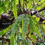  Oleandra distenta Fougère liane Oleandraceae Indigène La Réunion 26.jpeg