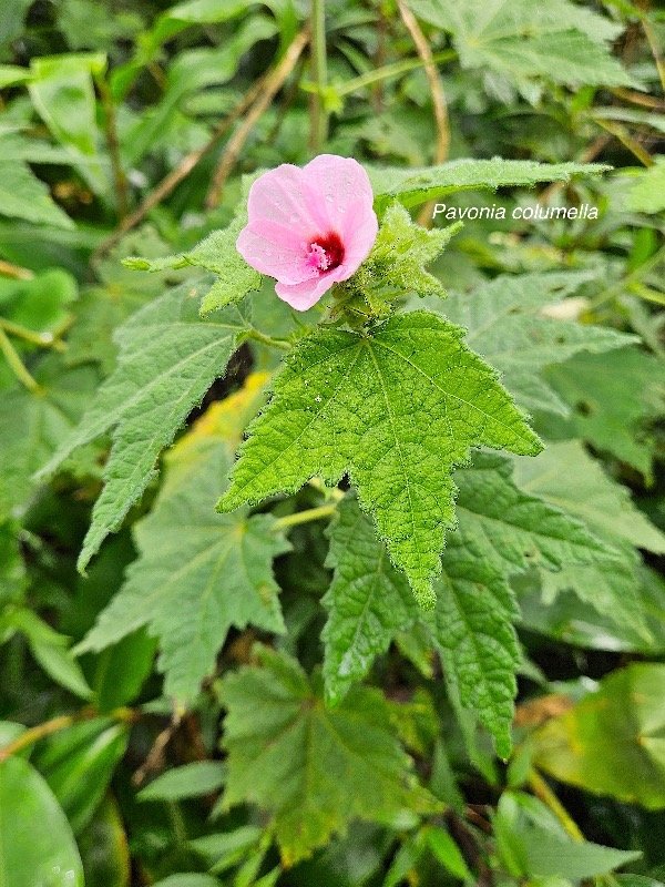  Pavonia columella  Malvaceae Indigène La Réunion 53.jpeg
