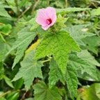 Pavonia columella  Malvaceae Indigène La Réunion 53.jpeg