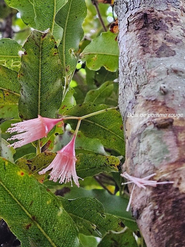  Syzygium cymosum Bois de pomme rouge Myrta ceae Endémique La Réunion, Maurice 38.jpeg