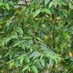  Trema orientalis Bois d'Andrèze Cannabaceae E E 08.jpeg