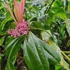 Badula borbonica Bois de savon Primu laceae Endémique La Réunion 15.jpeg