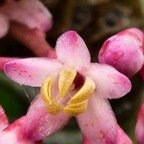 Badula borbonica Bois de savon Primu laceae Endémique La Réunion 6.jpeg