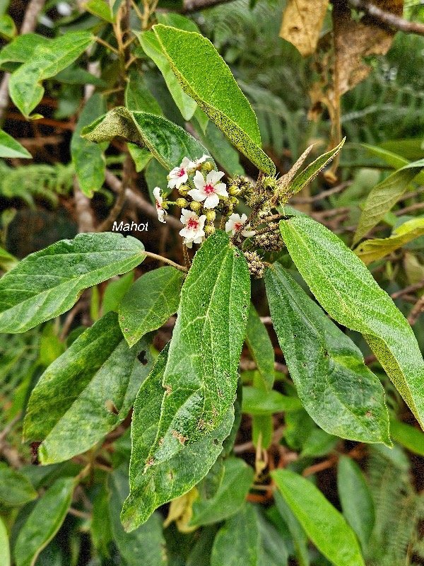 Dombeya punctata Mahot Malvacea e Endémique La Réunion 13.jpeg