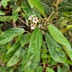 Dombeya punctata Mahot Malvacea e Endémique La Réunion 13.jpeg