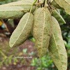 Dombeya punctata Mahot Malvacea e Endémique La Réunion 30.jpeg