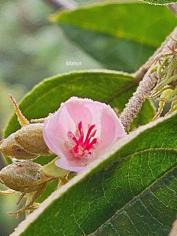 Dombeya punctata Mahot Malvacea e Endémique La Réunion 9.jpeg