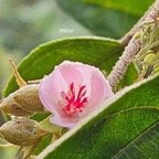 Dombeya punctata Mahot Malvacea e Endémique La Réunion 9.jpeg