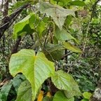 Dombeya reclinata Mahot rouge Malva ceae Endémique La Réunion 39.jpeg